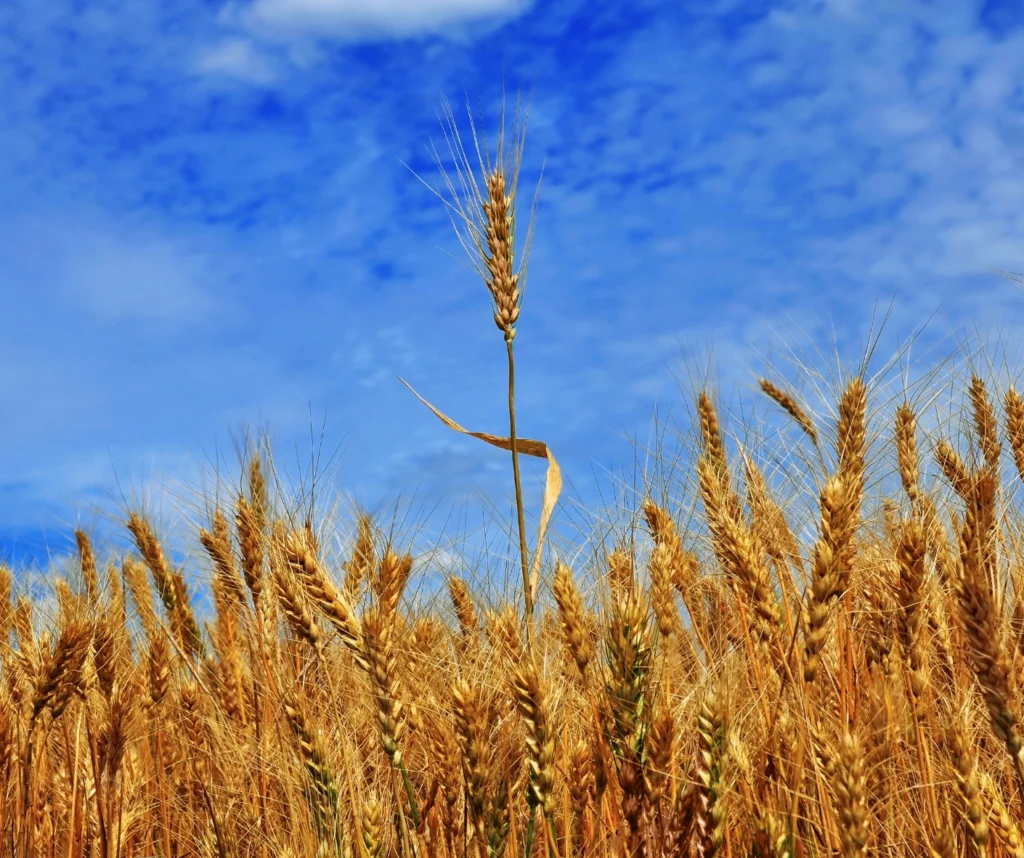 HYDROLYZED WHEAT PROTEIN