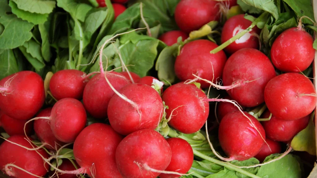 LEUCONOSTOC/RADISH ROOT FERMENT FILTRATE