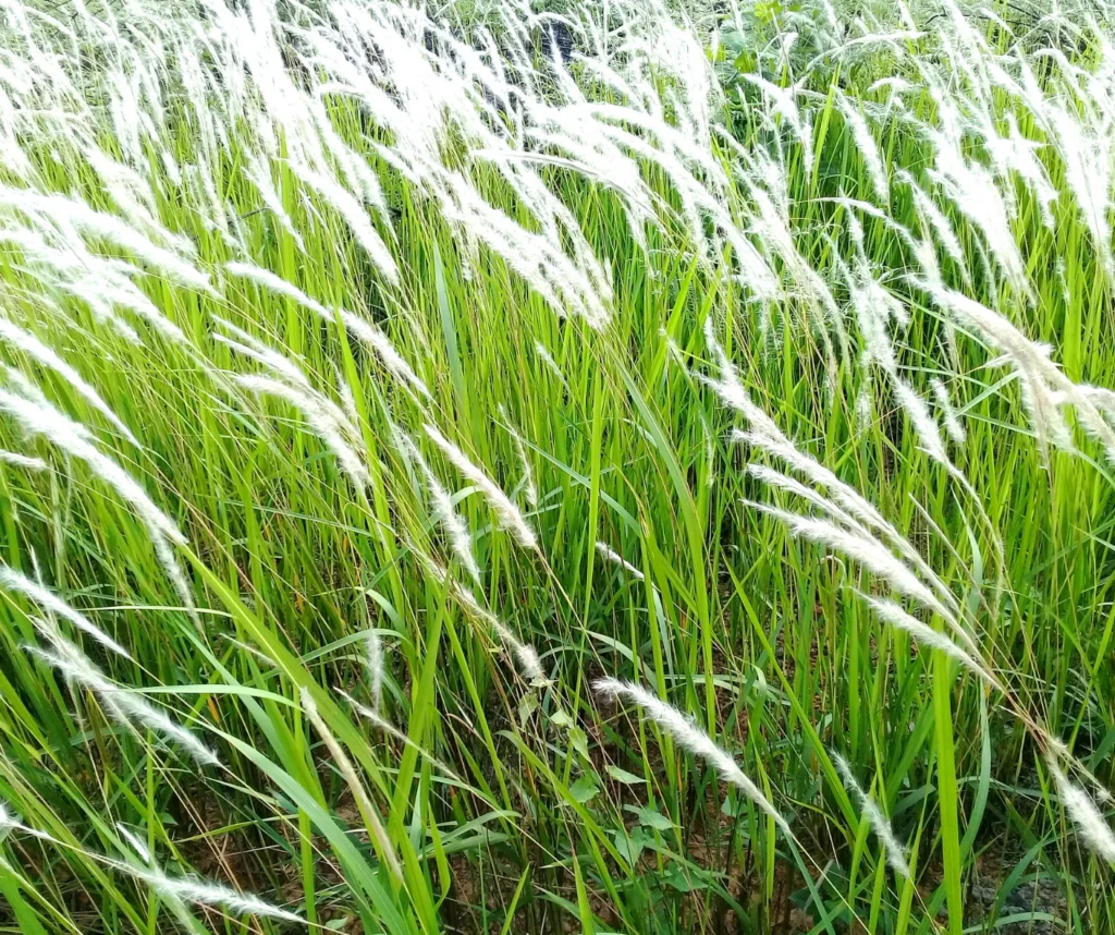 IMPERATA CYLINDRICA ROOT EXTRACT