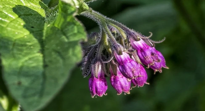 ALLANTOIN