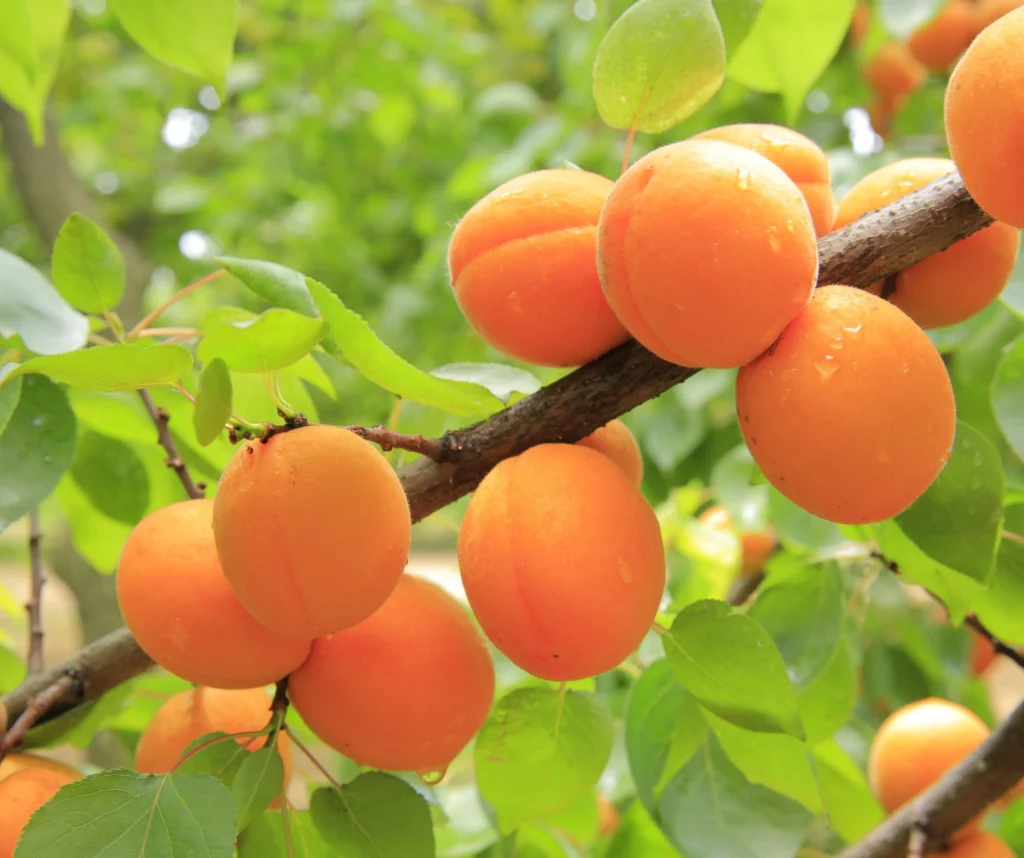 PRUNUS ARMENIACA KERNEL (APRICOT) OIL