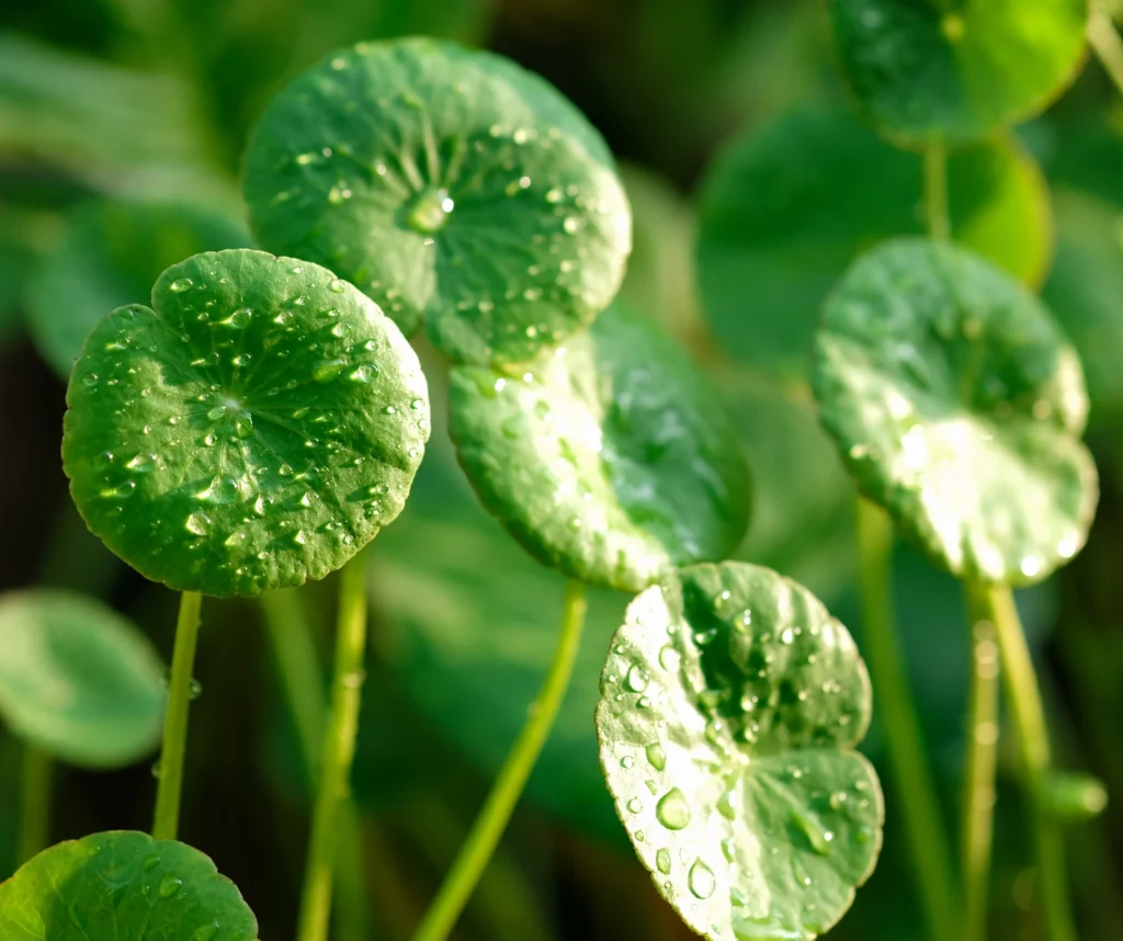 7. Macérat de Centella Asiatica