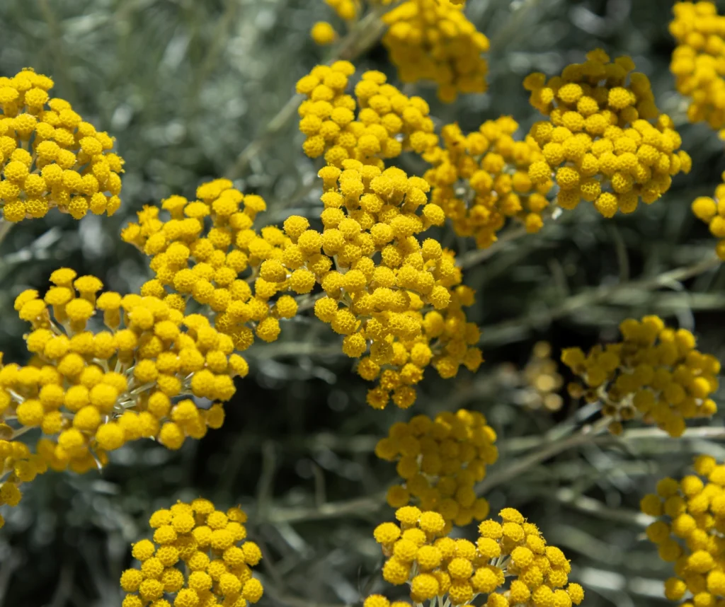 HELICHRYSUM STOECHAS FLOWER EXTRACT