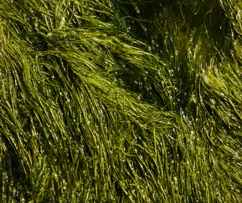 SPIRULINA PLATENSIS EXTRACT