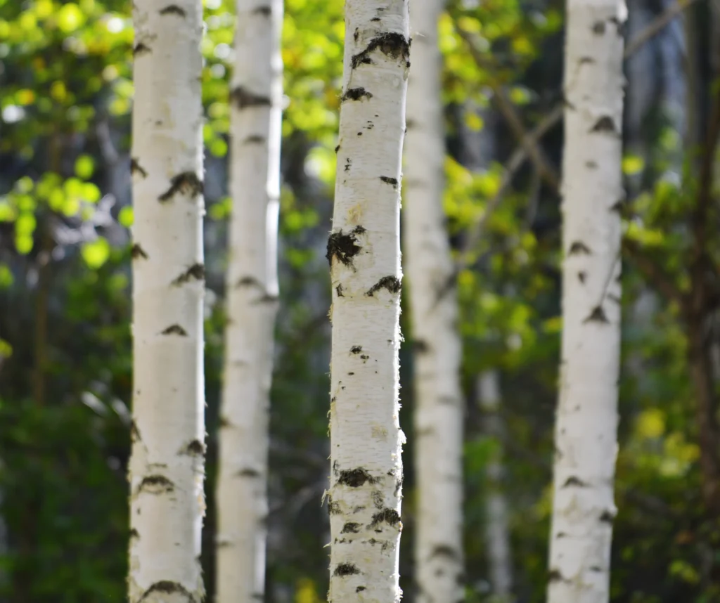 BETULA ALBA JUICE