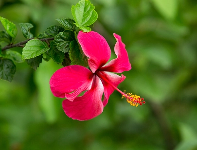 HIBISCUS SABDARIFFA SEED OIL