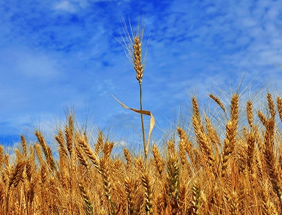 TRITICUM VULGARE (WHEAT) GERM OIL