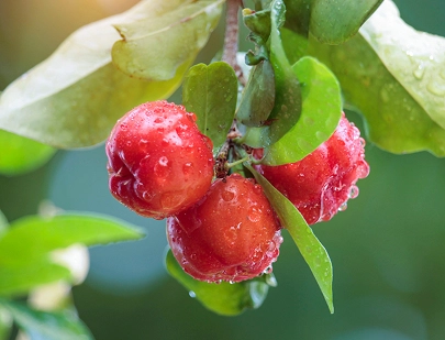 MALPIGHIA PUNICIFOLIA FRUIT EXTRACT