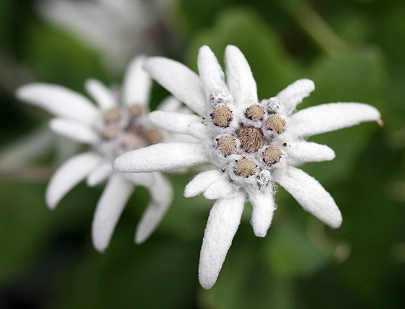 LEONTOPODIUM ALPINUM EXTRACT