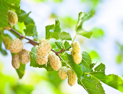 MORUS ALBA LEAF EXTRACT