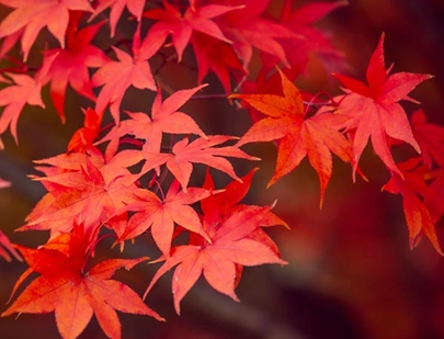 ACER SACCHARUM (SUGAR MAPLE) EXTRACT