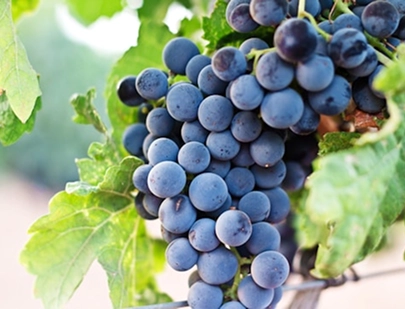 VITIS VINIFERA FRUIT (GRAPE) EXTRACT