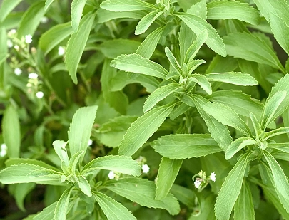 STEVIA REBAUDIANA LEAF EXTRACT