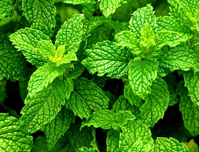 MENTHA PIPERITA LEAF EXTRACT