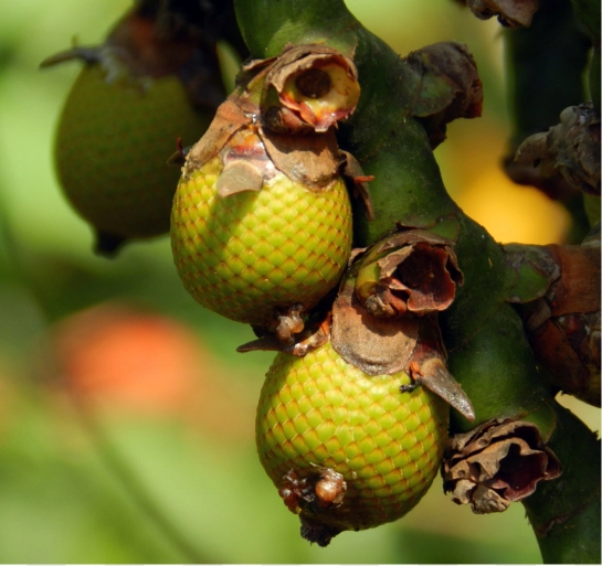 4. MAURITIA FLEXUOSA FRUIT OIL