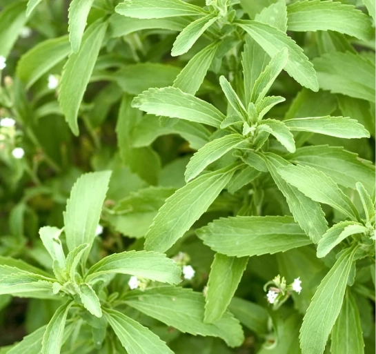 3. STEVIA REBAUDIANA LEAF EXTRACT