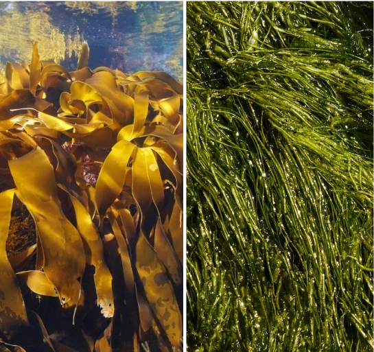 2. Duo d’algues (riche en protéines et antioxydants naturels), UNDARIA PINNATIFIDA EXTRACT