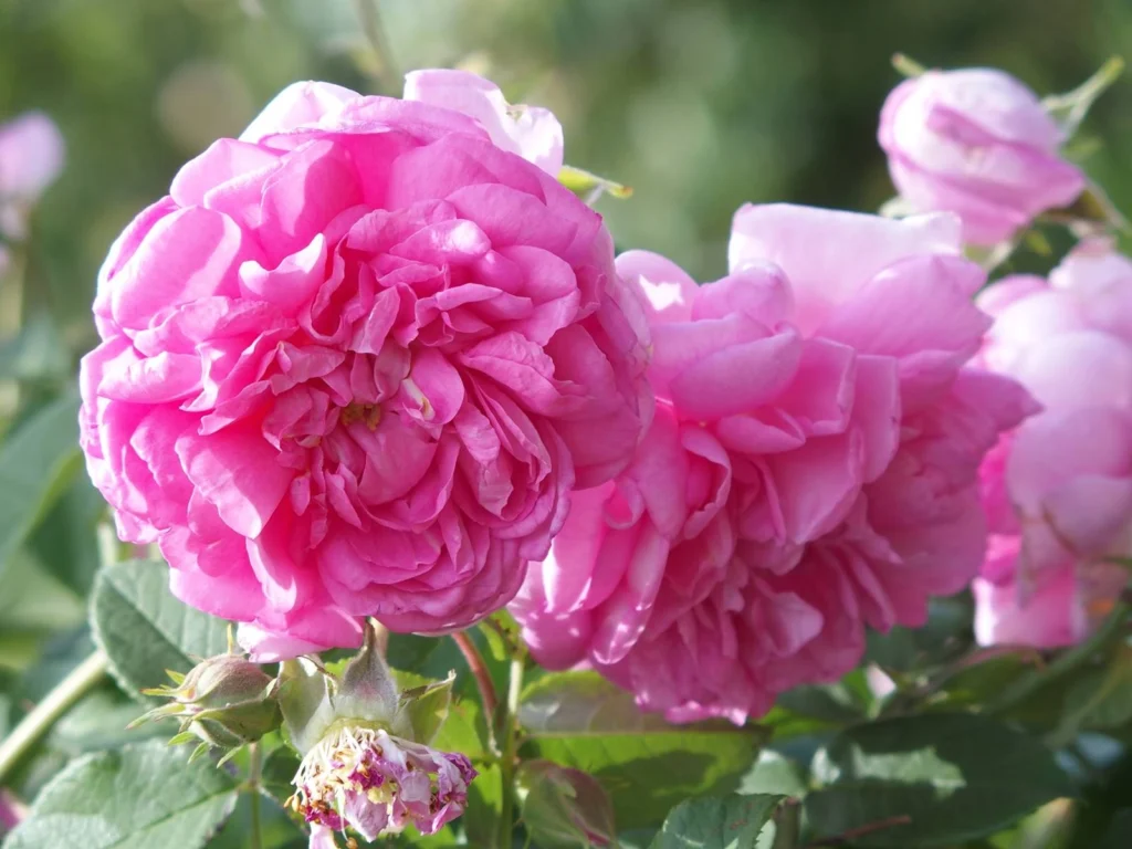 ROSA DAMASCENA FLOWER WATER