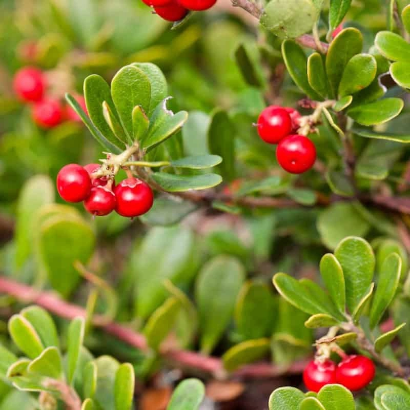 ARCTOSTAPHYLOS UVA URSI LEAF EXTRACT