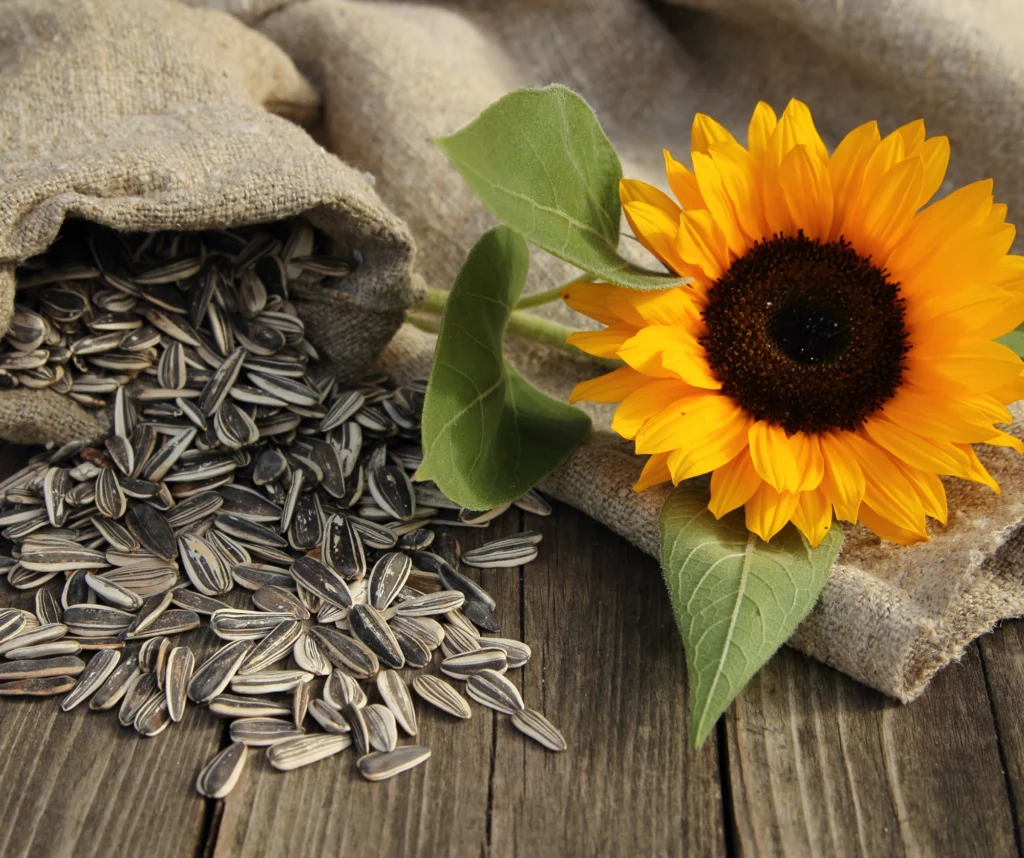 HELIANTHUS ANNUUS (SUNFLOWER) SEED OIL